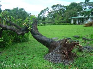 UPLB Milenyo 03.JPG