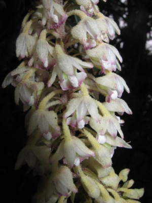 Mycaranthes leonardoi.jpg